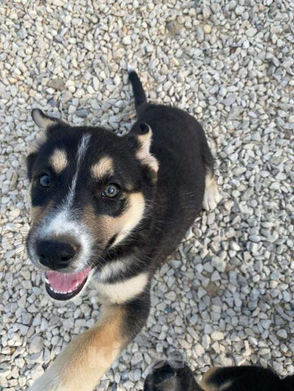 Собаки в Москве: Мира, щенок-егоза в добрые руки Девочка, Бесплатно - фото 5