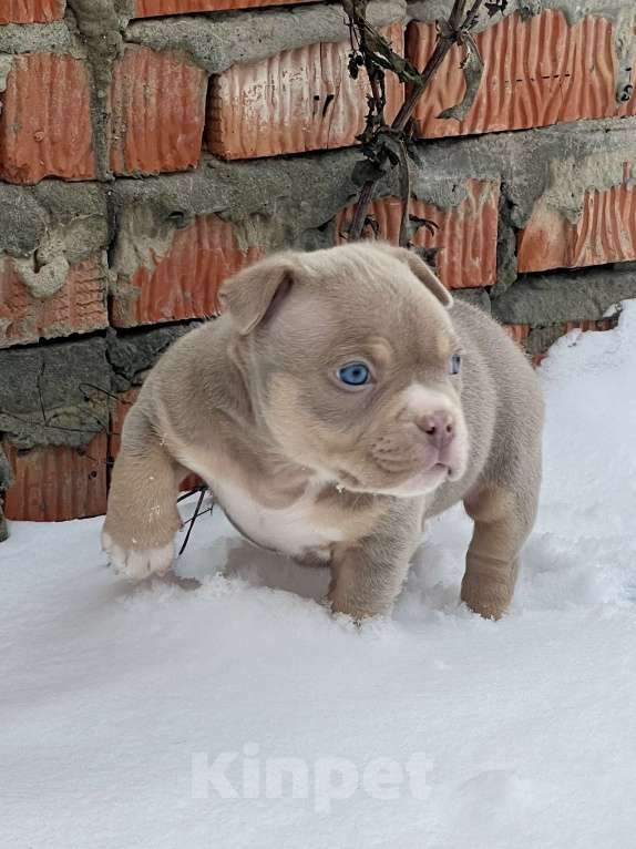 Собаки в Москве: Мальчик  Мальчик, 200 000 руб. - фото 3