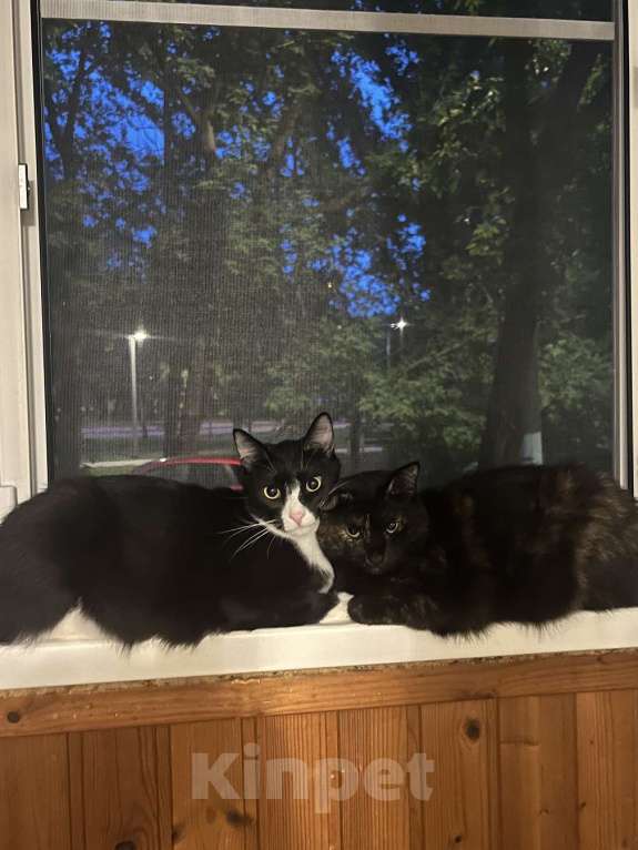 Кошки в Москве: Добрый и ласковый котик Маркиз ищет дом! Мальчик, Бесплатно - фото 4