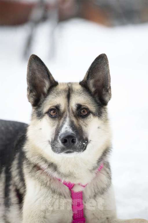 Собаки в Москве: Миролюбивая Айза в добрые руки Девочка, Бесплатно - фото 5