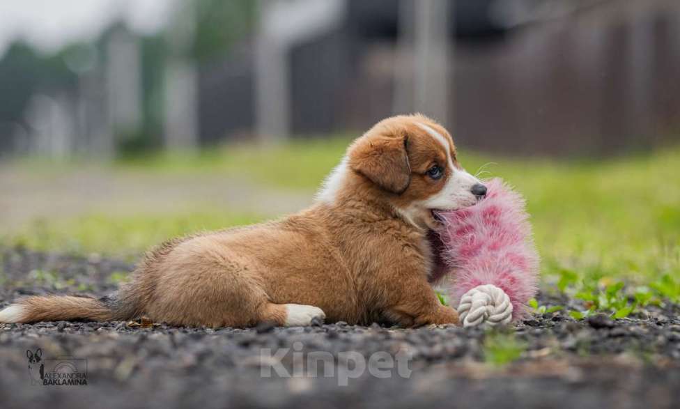 Собаки в Москве: Граф Мальчик, 50 000 руб. - фото 2