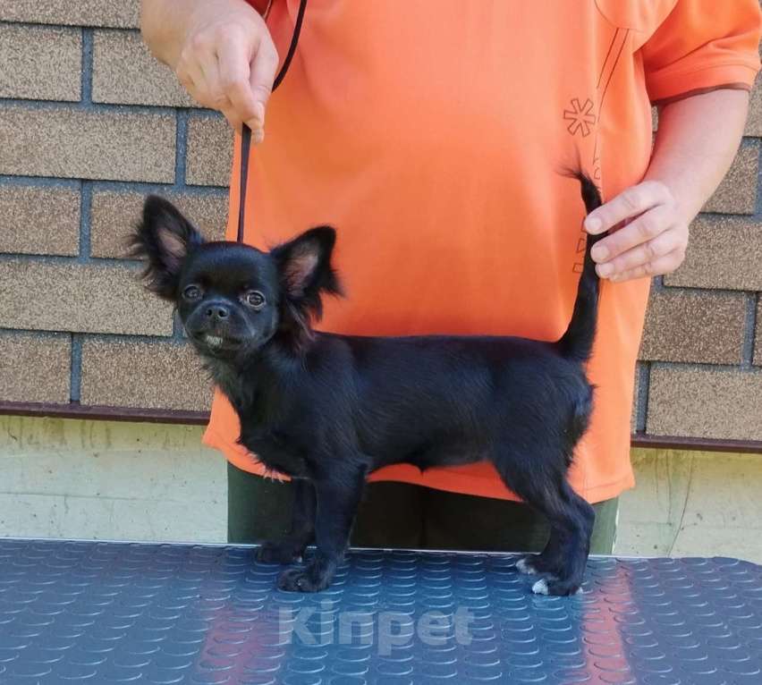 Собаки в Ногинске: Черная жемчужина  Девочка, 40 000 руб. - фото 2