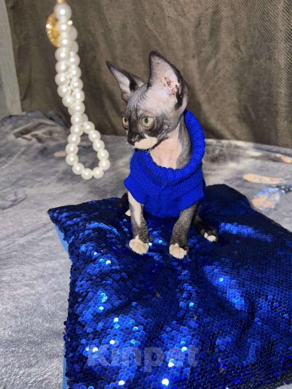 Кошки в других городах Московской области: Котёнок Сфинкс Мальчик, 18 000 руб. - фото 4