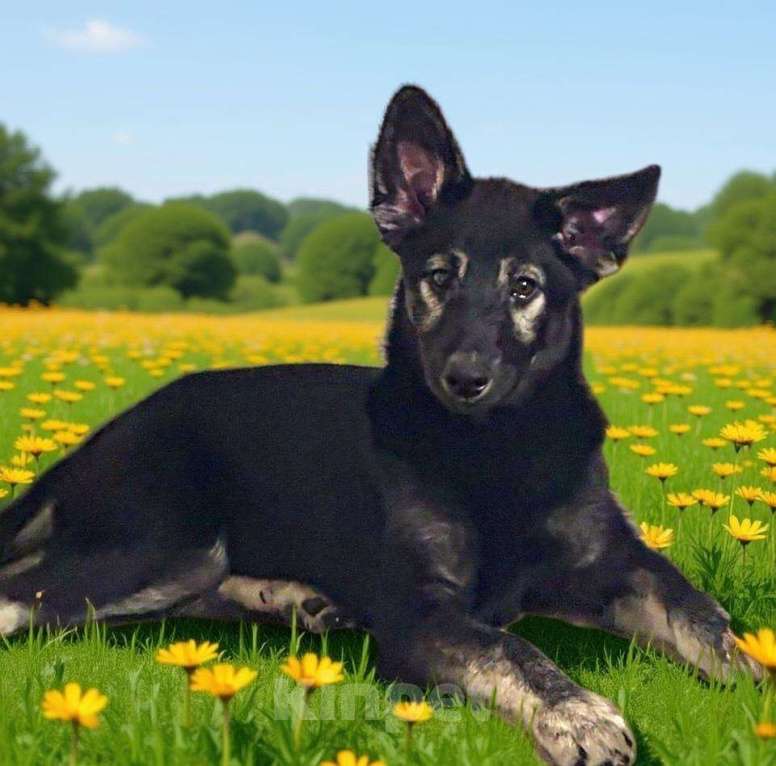 Собаки в Химках: Барс в поиске надёжного дома Мальчик, Бесплатно - фото 5