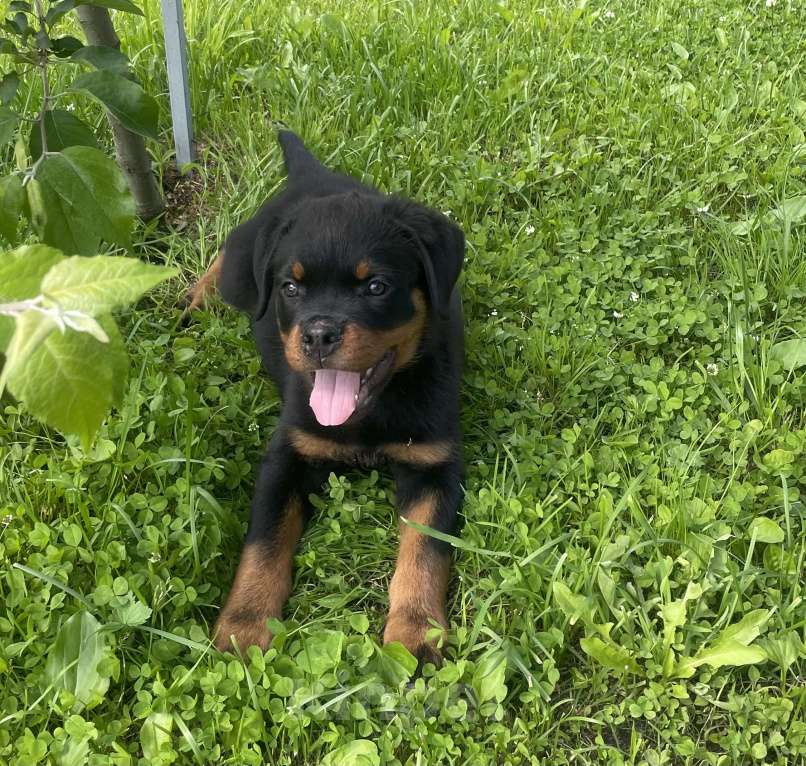 Собаки в других городах Ленинградской области: Щенок ротвейлера Мальчик, 50 000 руб. - фото 7