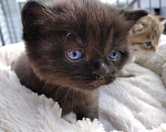 Кошки в Москве: Шотландский котенок ( мальчик) Мальчик, 10 000 руб. - фото 1