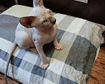 Кошки в Тутаеве: Канадский сфинкс Мальчик, Бесплатно - фото 2