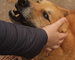 Собаки в Москве: Фил Мальчик, Бесплатно - фото 2