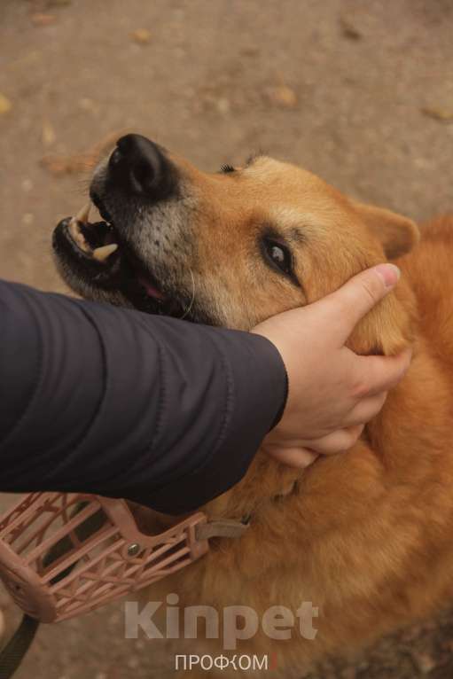 Собаки в Москве: Фил Мальчик, Бесплатно - фото 2