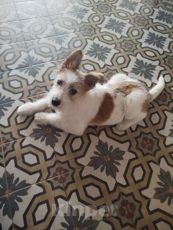 Собаки в Рязани: Ищу хозяина для молодой девочки парсон-рассел терьера Девочка, Бесплатно - фото 1