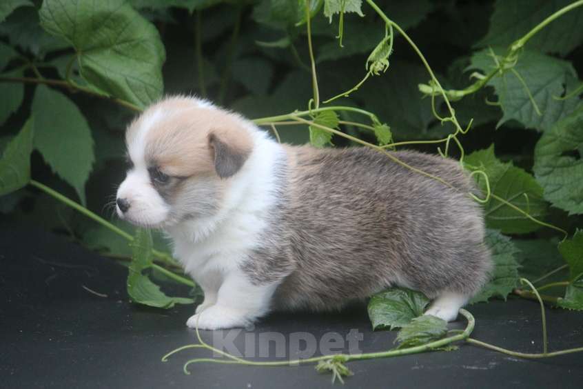 Собаки в других городах Московской области: Гуль-Дара Жулиан Мальчик, Бесплатно - фото 3