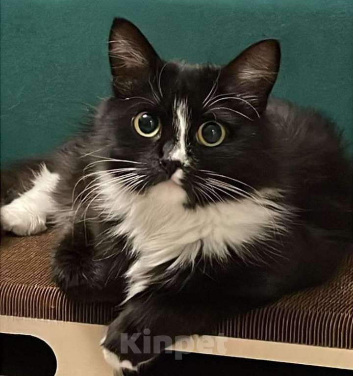 Кошки в Москве: Шикарная черно-белая пушистая кошка Наоми в дар Девочка, 1 руб. - фото 8