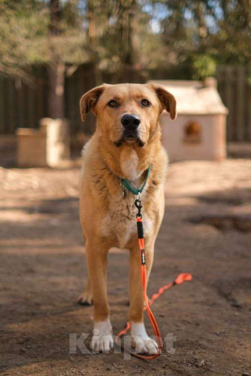 Собаки в Всеволожске: Рик мечтает стать домашним Мальчик, Бесплатно - фото 2