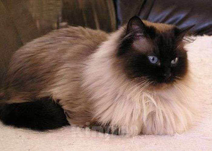 Кошки в Саратове: Продам котят Девочка, 5 000 руб. - фото 3