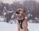 Собаки в Домодедово: Молодая собака Катя в добрые руки Девочка, Бесплатно - фото 2