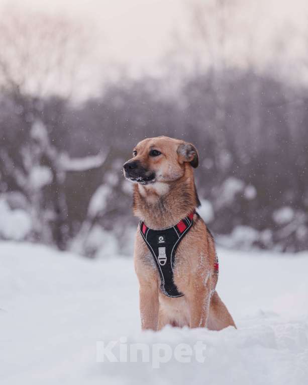 Собаки в Домодедово: Молодая собака Катя в добрые руки Девочка, Бесплатно - фото 2