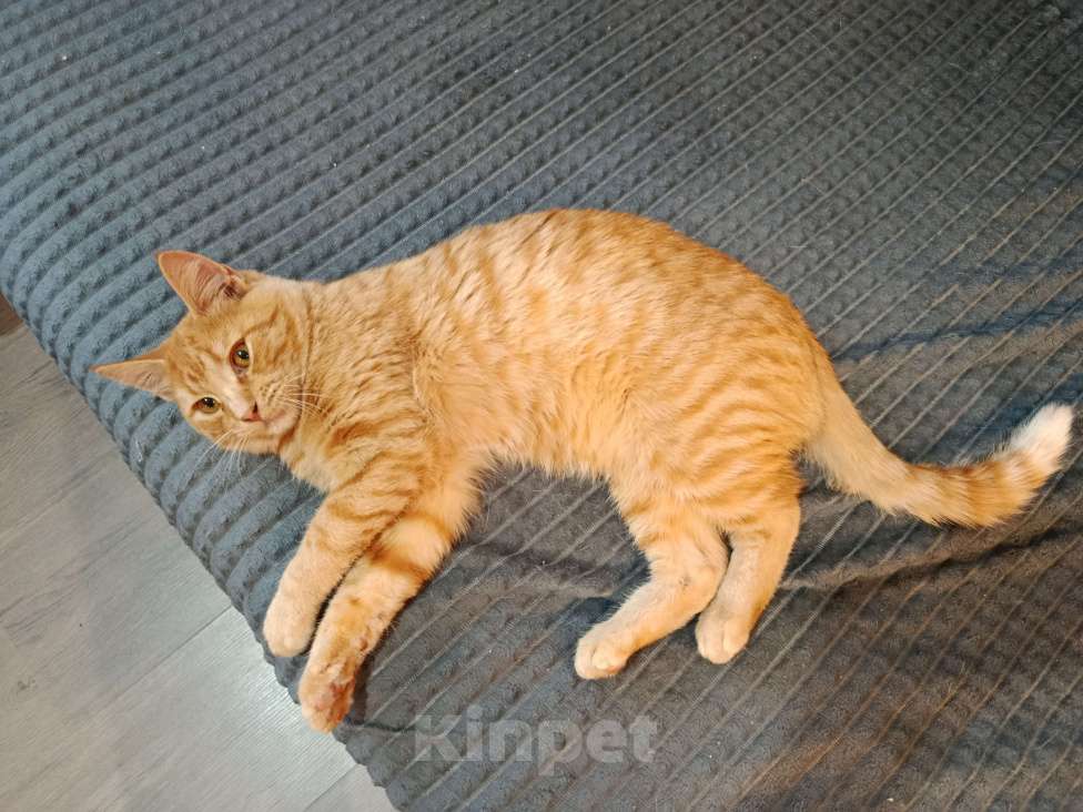 Кошки в Челябинске: Тайский котёнок Мальчик, Бесплатно - фото 6