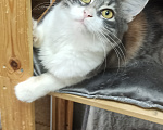 Кошки в Шахте: Добро пожаловать в котячий детский сад! У меня тут счастье на любой вкус! Девочка, Бесплатно - фото 8