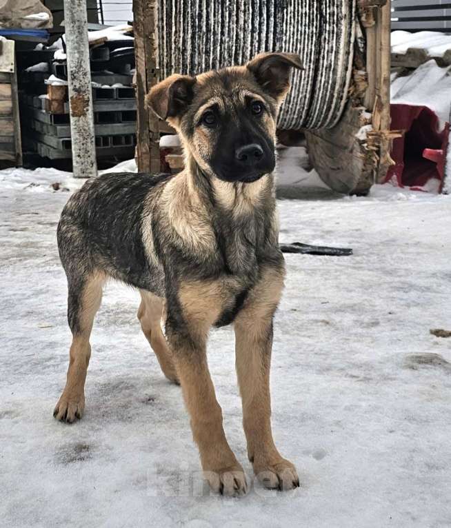 Собаки в Москве: щенок Снупи в добрые руки Мальчик, Бесплатно - фото 5