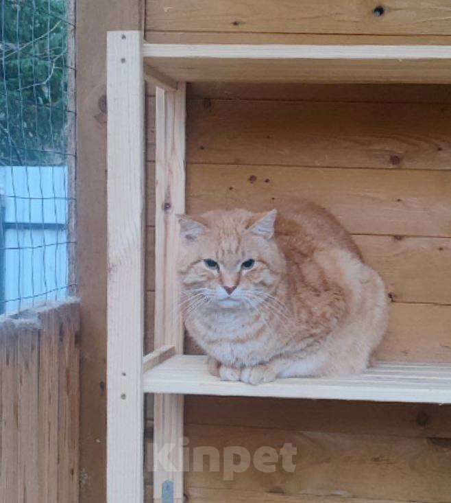 Кошки в Москве: Батя в добрые руки Мальчик, Бесплатно - фото 3