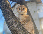 Кошки в Нижнем Новгороде: Шотландский котик Мальчик, 20 000 руб. - фото 9