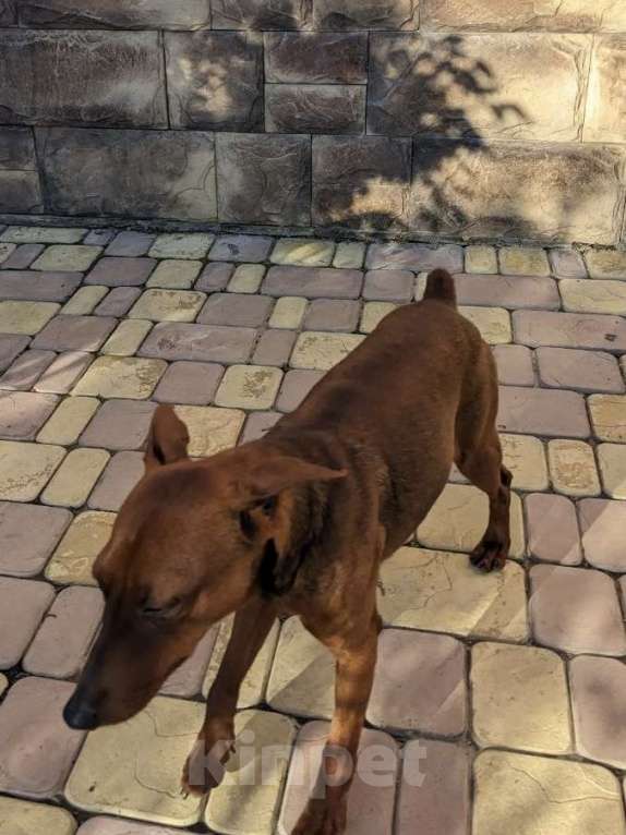 Собаки в Севастополе: Отдам в хорошие руки 🐾 Цвергпинчер Мальчик, Бесплатно - фото 3