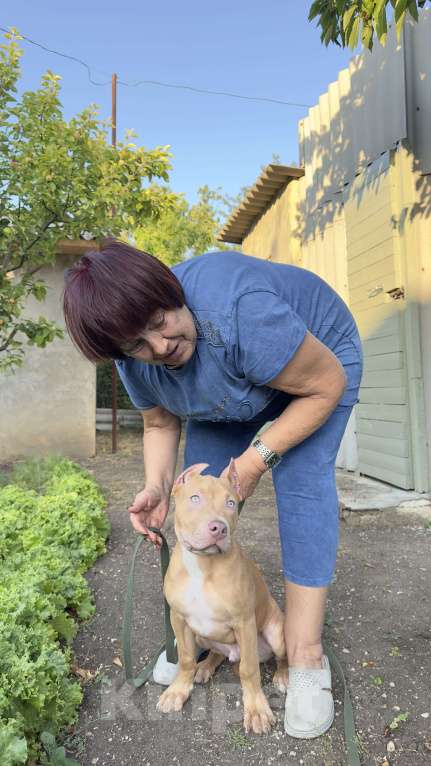 Собаки в Симферополе: Щенок питбуля Мальчик, 50 000 руб. - фото 6