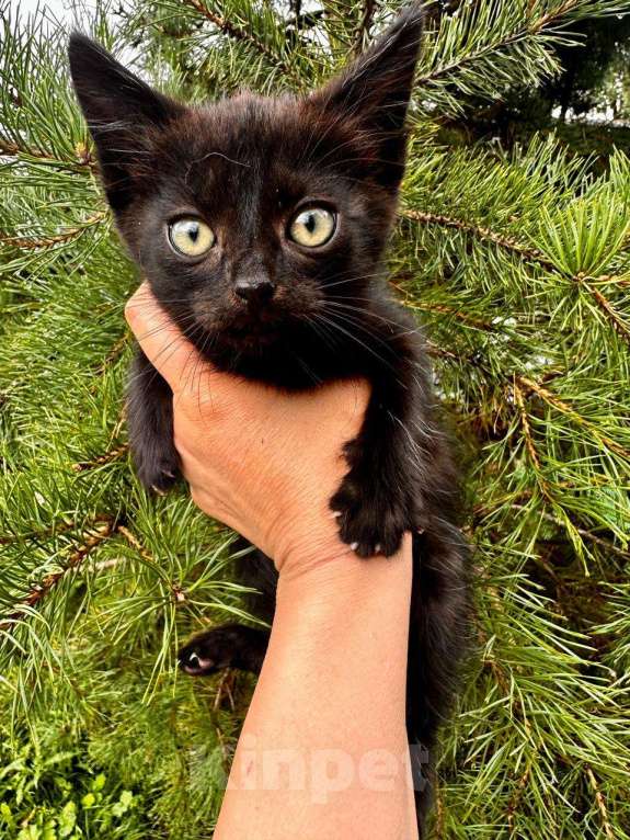 Кошки в Москве: Черный котёнок Вук ищет заботливых хозяев Мальчик, Бесплатно - фото 3