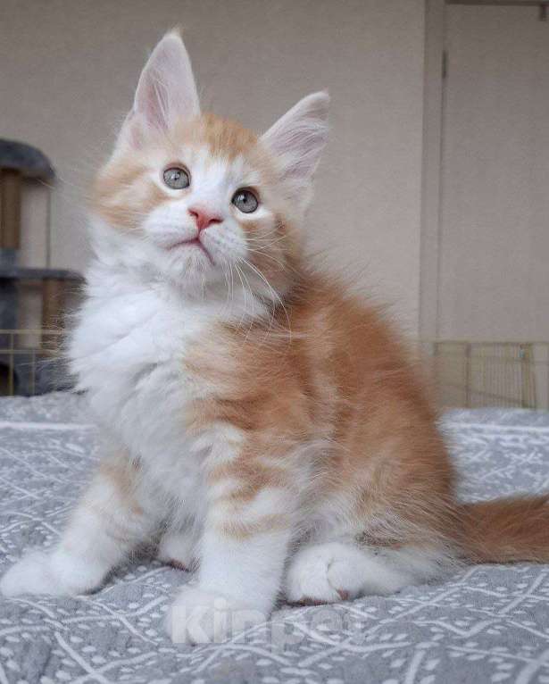 Кошки в Геленджике: Продаётся котёнок мейн-кун, мальчик, яркий рыжий окрас d 03 22, из питомника EdenLight (Геленджик) Мальчик, Бесплатно - фото 6