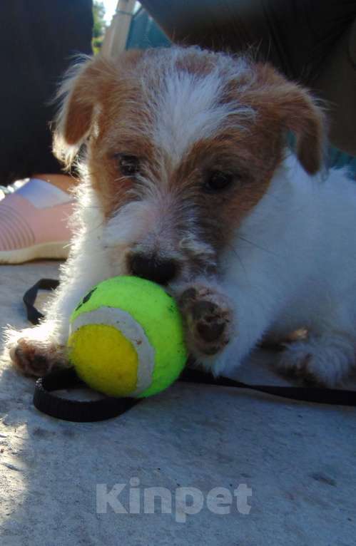 Собаки в Москве: Высокопородный щенок Джек Рассел терьера жесткошерстный Мальчик, Бесплатно - фото 3
