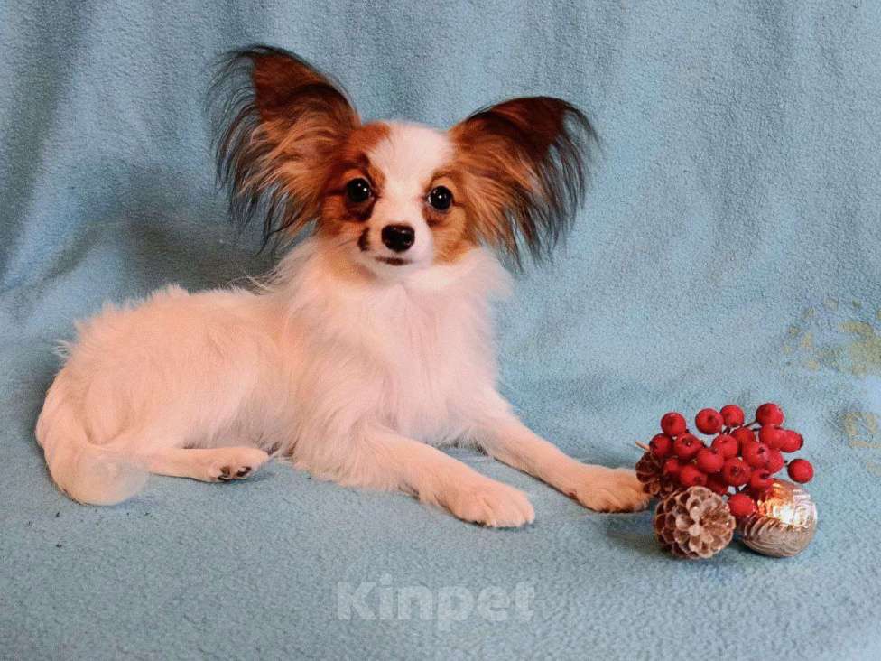 Собаки в Москве: Небольшая малышка папийон Девочка, 45 000 руб. - фото 3