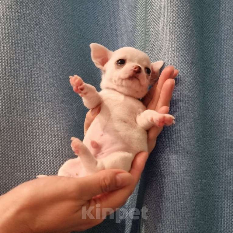 Собаки в Калининграде: Щенки чихуахуа РКФ  Мальчик, 50 000 руб. - фото 5