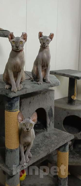 Кошки в Москве: Голубые эксклюзивные эльфы сфинксы Девочка, 180 000 руб. - фото 2