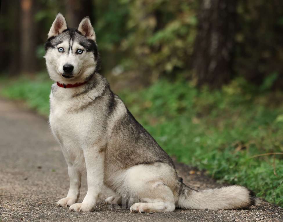 Собаки в Москве: Хаски ищет дом Девочка, Бесплатно - фото 2