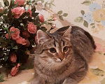 Кошки в Уфе: Отдадим в добрые руки пухового котёнка Мальчик, 1 руб. - фото 1