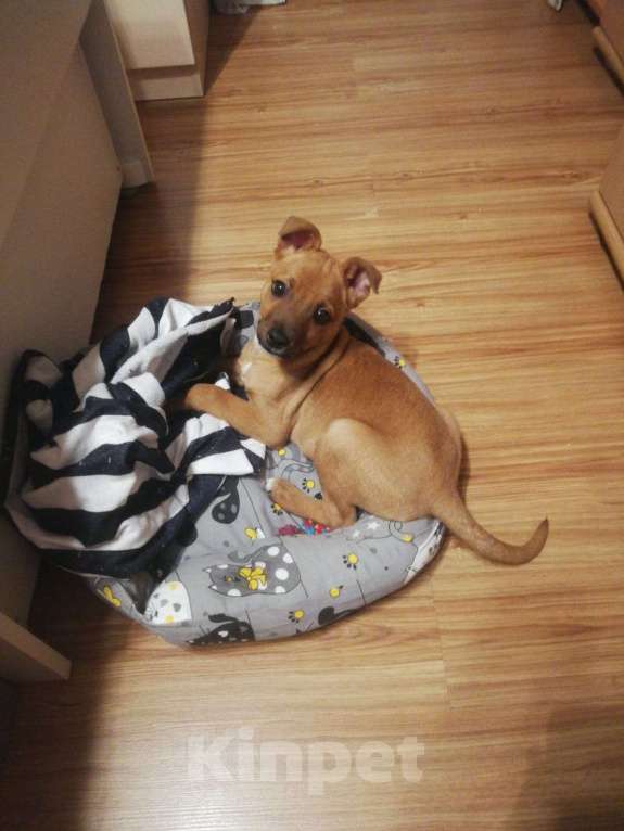 Собаки в Котельнике: Щенок с сво Мальчик, Бесплатно - фото 1