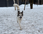 Собаки в Мытищах: Собака в добрые руки Девочка, Бесплатно - фото 2