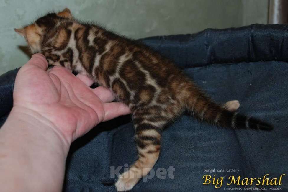 Кошки в Москве: Бенгальские котята. Девочка, 85 000 руб. - фото 5