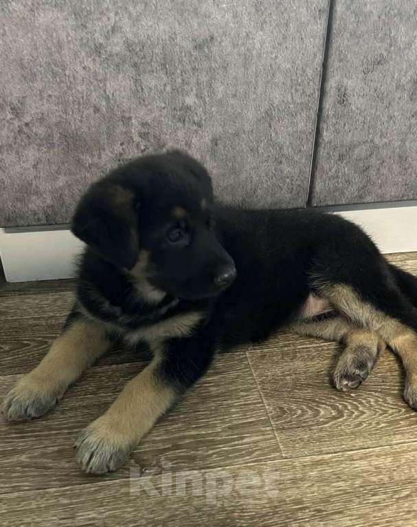 Собаки в Москве: Продам щенка немецкой овчарки ( девочка ) Девочка, Бесплатно - фото 3