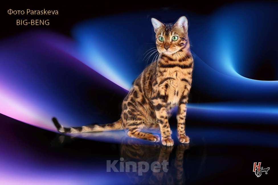 Кошки в Санкт-Петербурге: Бегальский мальчик 3 месяца Мальчик, 40 000 руб. - фото 2