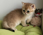 Кошки в Москве: Котёнок британской золотой шиншиллы  Девочка, 30 000 руб. - фото 2