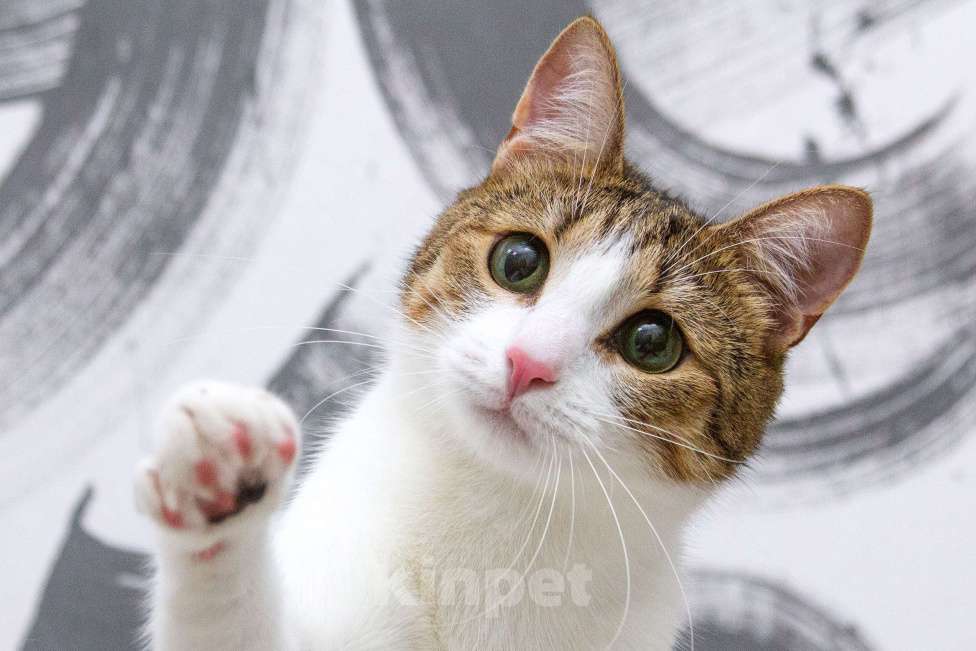 Кошки в Москве: Братик и сестренка нуждаются в семье! Мальчик, Бесплатно - фото 3