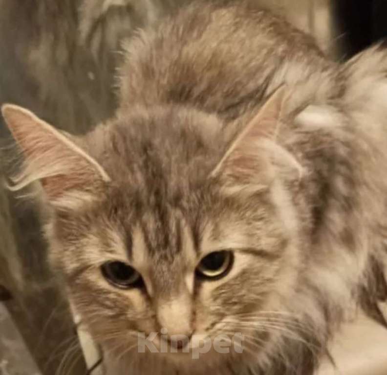 Кошки в Москве: Сибирский кот Мальчик, 3 000 руб. - фото 2