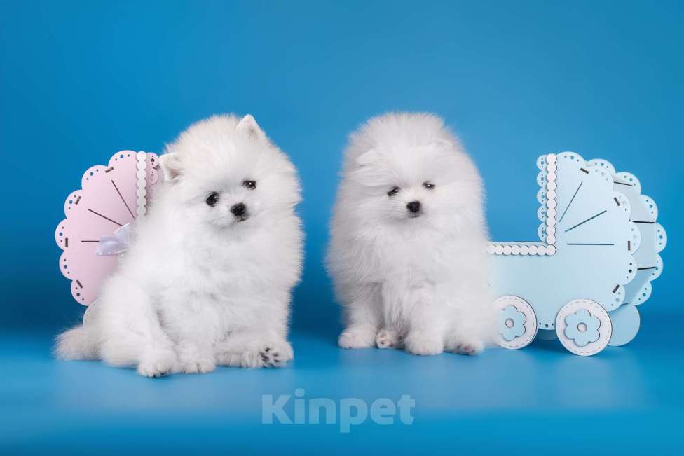 Собаки в Москве: Белая девочка шпиц Девочка, 80 000 руб. - фото 8