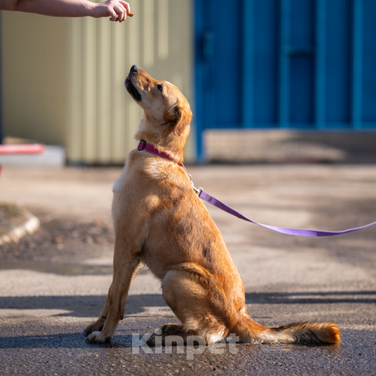 Собаки в Москве: Рик Мальчик, Бесплатно - фото 4