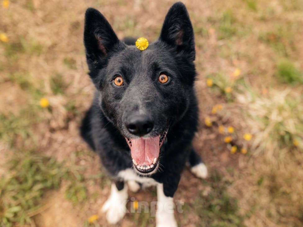 Собаки в Москве: Сева — добрый и верный пёс, который уже 6 лет ищет свою семью.  Мальчик, Бесплатно - фото 5