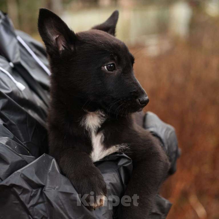 Собаки в Москве: Черный щенок мальчик срочно ищет дом! Мальчик, Бесплатно - фото 3