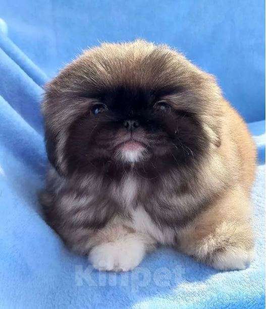 Собаки в Самаре: Пекины Императорская собака Мальчик, Бесплатно - фото 5