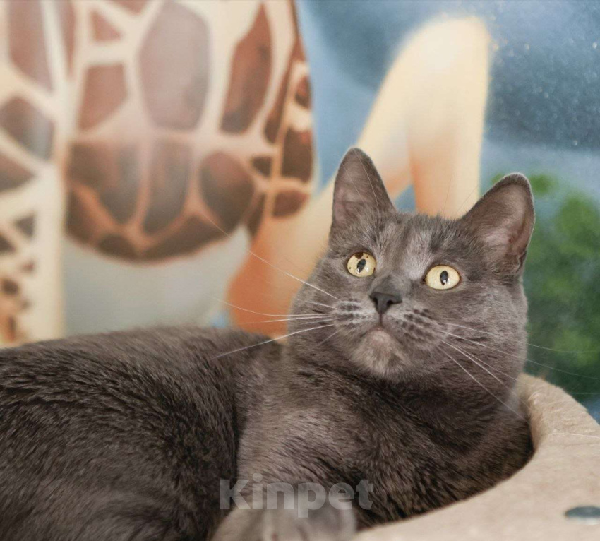 Кошки в Москве: Дымка - кошечка с изюминкой Девочка, Бесплатно - фото 2