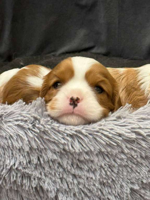 Собаки в Владимире: Щенки Кавалер Кинг Чарльз Спаниеля РКФ Мальчик, 90 000 руб. - фото 4